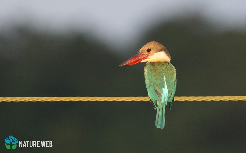 Stork-billed Kingfisher